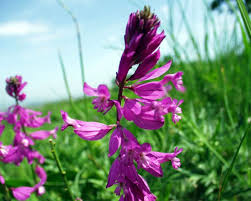 Attēlu rezultāti vaicājumam “Polygala amarella flower”