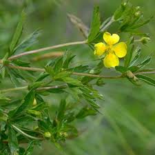 Attēlu rezultāti vaicājumam “Potentilla erecta flower”