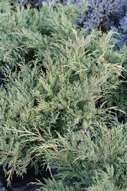 Attēlu rezultāti vaicājumam “Juniperus chinensis”
