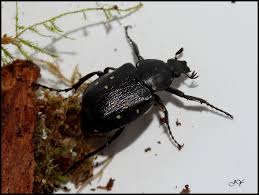 Attēlu rezultāti vaicājumam “Gnorimus variabilis”