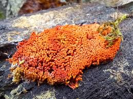 Attēlu rezultāti vaicājumam “Heterotrichia oerstedii (syn. Arcyria oerstedii) spores”