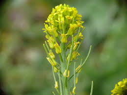 Attēlu rezultāti vaicājumam “Barbarea vulgaris subsp. arcuata”