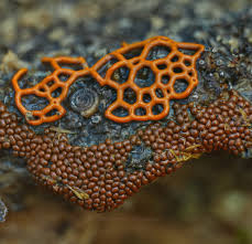 Attēlu rezultāti vaicājumam “Diderma montanum var. album spores”