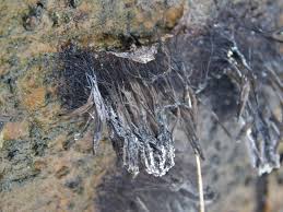 Attēlu rezultāti vaicājumam “Stemonitis fusca var. nigrescens spores”