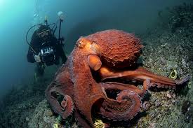 Image result for Enteroctopus dofleini