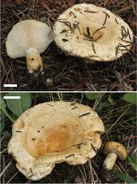 Attēlu rezultāti vaicājumam “Lactarius repraesentaneus”