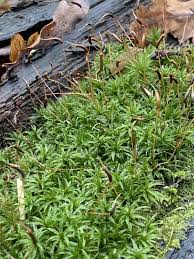 Attēlu rezultāti vaicājumam “Polytrichum strictum”