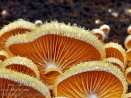 Attēlu rezultāti vaicājumam “Phyllotopsis nidulans”