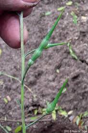 Attēlu rezultāti vaicājumam “Raphanus raphanistrum fruit”