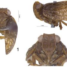 Attēlu rezultāti vaicājumam “Planaphrodes sp.”