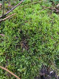 Attēlu rezultāti vaicājumam “Cirriphyllum piliferum”