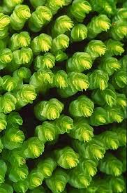 Attēlu rezultāti vaicājumam “Jungermannia leiantha sporophyte”