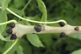 Attēlu rezultāti vaicājumam “Fraxinus excelsior bud”