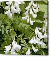 Attēlu rezultāti vaicājumam “Vicia sylvatica bud”
