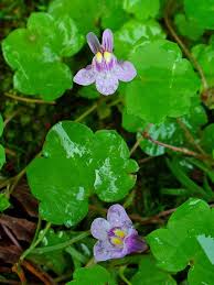 Attēlu rezultāti vaicājumam “Cymbalaria muralis”