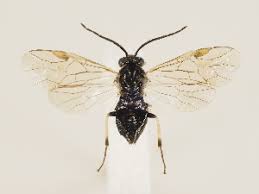 Attēlu rezultāti vaicājumam “Pristiphora maesta”