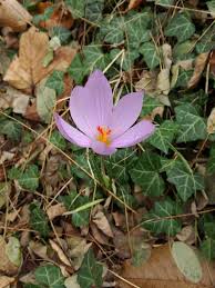 Attēlu rezultāti vaicājumam “Colchicum autumnale flower”