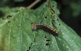 Attēlu rezultāti vaicājumam “Malacosoma neustria”