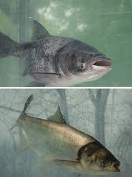 Image result for Hypophthalmichthys nobilis