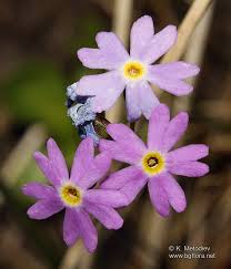 Attēlu rezultāti vaicājumam “Primula farinosa”