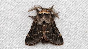 Attēlu rezultāti vaicājumam “Lasiocampidae”