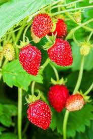 Attēlu rezultāti vaicājumam “Fragaria vesca fruit”