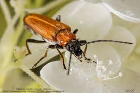 Attēlu rezultāti vaicājumam “Anogcodes melanurus”