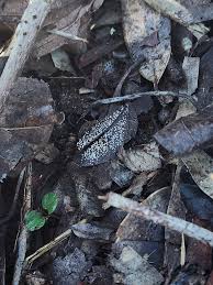 Attēlu rezultāti vaicājumam “Diachea subsessilis stalked”