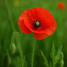 Image result for Papaver rhoeas