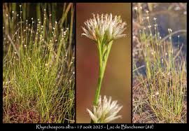 Attēlu rezultāti vaicājumam “Rhynchospora alba fruit”