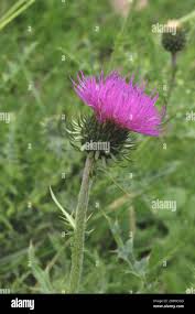 Image result for Alpendistel