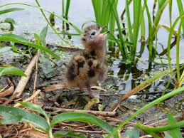 Attēlu rezultāti vaicājumam “Chlidonias niger eggs”