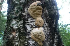 Attēlu rezultāti vaicājumam “Climacodon septentrionalis”