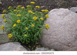 Attēlu rezultāti vaicājumam “Sedum aizoon flower”
