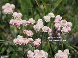 Attēlu rezultāti vaicājumam “Antennaria dioica male flower”