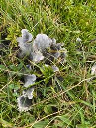 Attēlu rezultāti vaicājumam “Peltigera canina”