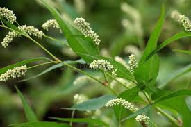 Attēlu rezultāti vaicājumam “Persicaria lapathifolia flower”