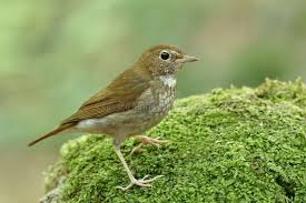 Image result for Luscinia sibilans