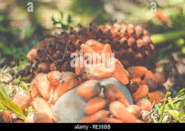 Attēlu rezultāti vaicājumam “Carex arenaria  fruit”
