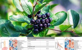 Attēlu rezultāti vaicājumam “Aronia melanocarpa fruit”