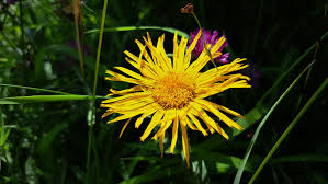 Image result for Inula hirta
