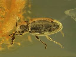 Attēlu rezultāti vaicājumam “Endomychidae”