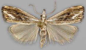 Attēlu rezultāti vaicājumam “Catoptria fulgidella”