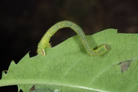 Attēlu rezultāti vaicājumam “Ecliptopera silaceata”