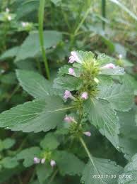 Attēlu rezultāti vaicājumam “Galeopsis bifida”