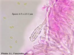Attēlu rezultāti vaicājumam “Junghuhnia nitida”