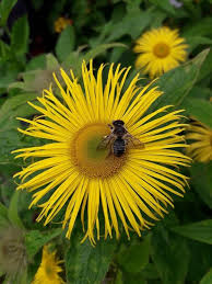 Attēlu rezultāti vaicājumam “Inula britannica bud”
