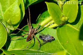 Attēlu rezultāti vaicājumam “Pisaura mirabilis female”
