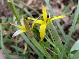 Attēlu rezultāti vaicājumam “Gagea pratensis”