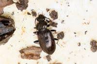 Attēlu rezultāti vaicājumam “Loricera pilicornis”